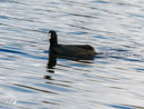 Water Hen – Kurka Wodna